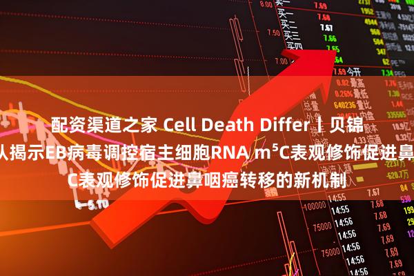 配资渠道之家 Cell Death Differ丨贝锦新/罗春玲研究团队揭示EB病毒调控宿主细胞RNA m⁵C表观修饰促进鼻咽癌转移的新机制